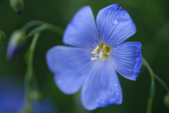 蓝色亚麻花