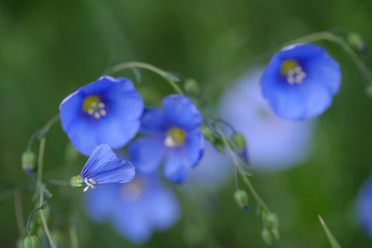 蓝色亚麻花