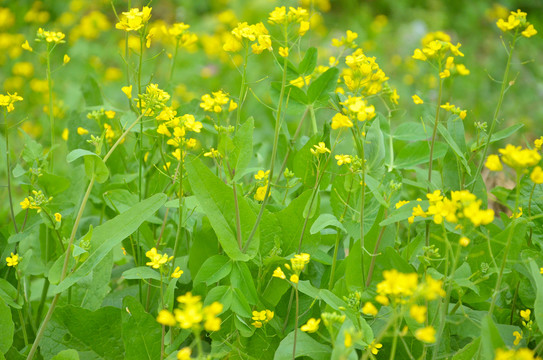 山区油菜花