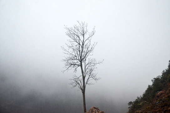 云雾中的树木