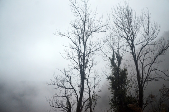 云雾中的树木