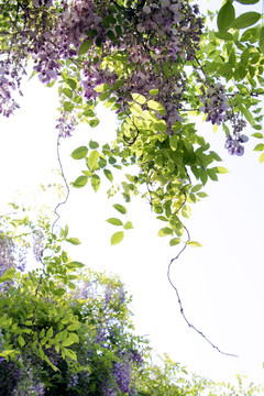 藤蔓植物紫藤