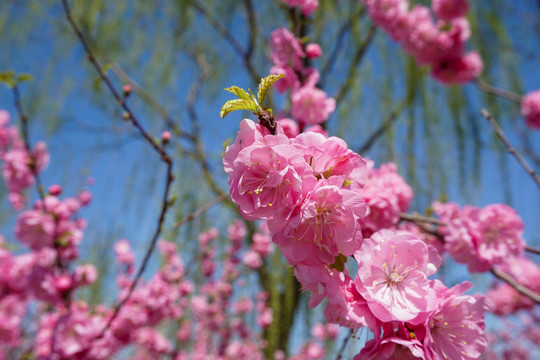 桃花