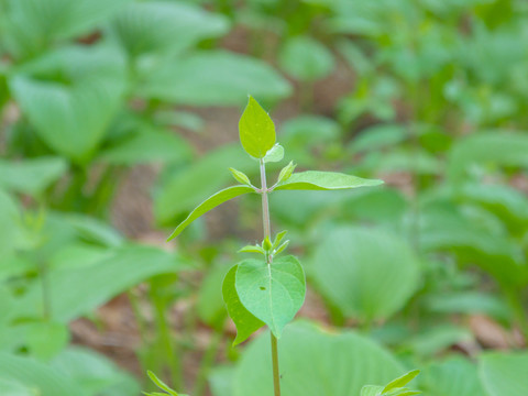 生长着绿色叶子的小树苗植物