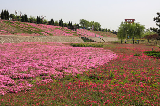 花海