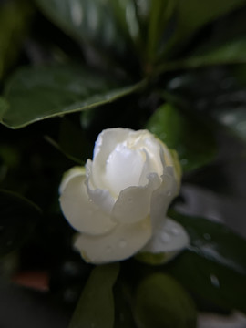 栀子花花卉白色花系列