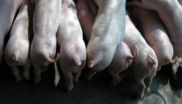 猪崽列队吃奶