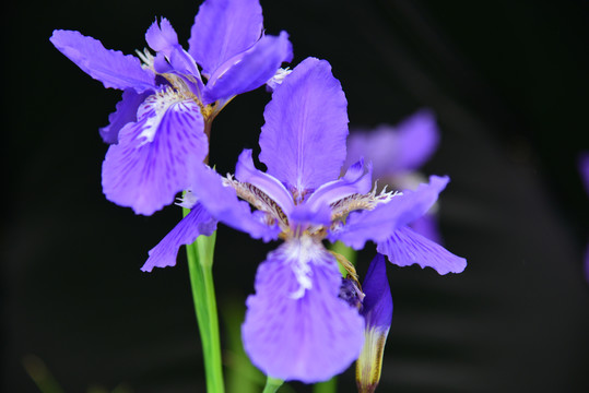 鸢尾花