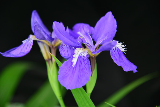 鸢尾花