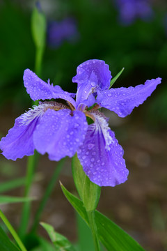 鸢尾花