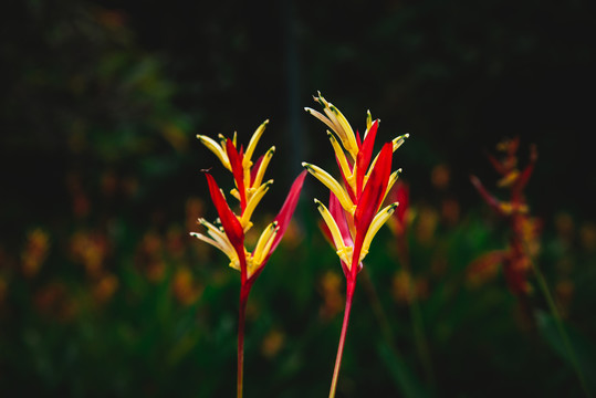 红鹤花