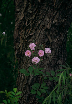 野蔷薇花