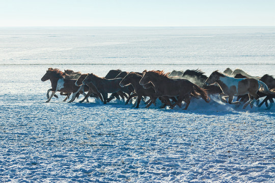 雪原雪地奔跑的马群