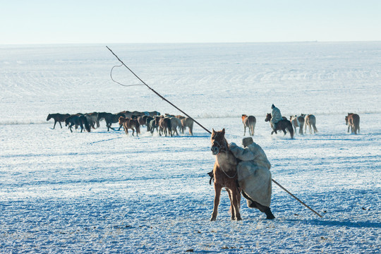 雪原马群蒙古族骑马牧马