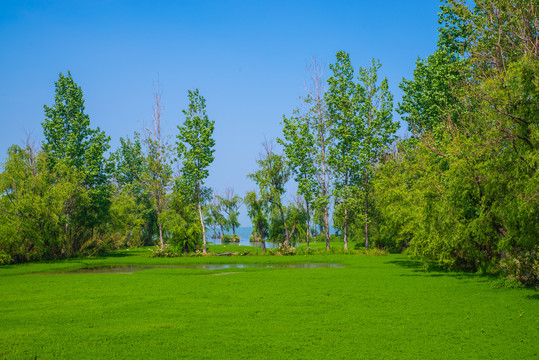 滇池湿地