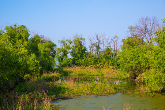 生态湿地