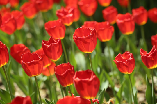 红色郁金香花海