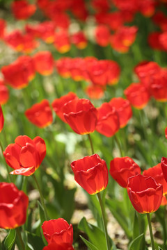 郁金香花海