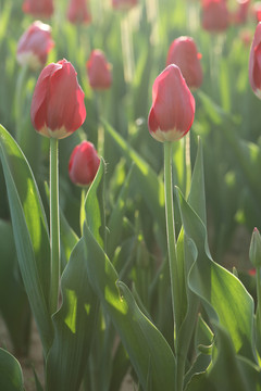 郁金香花蕾