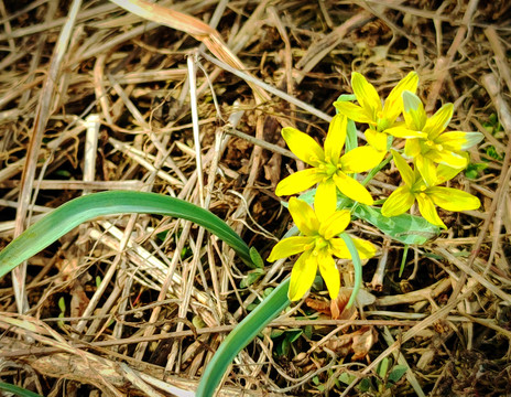 小黄花