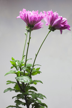 紫色菊花插花