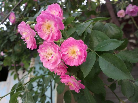 蔷薇花