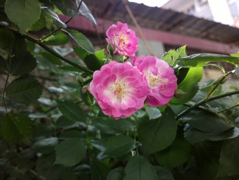蔷薇花