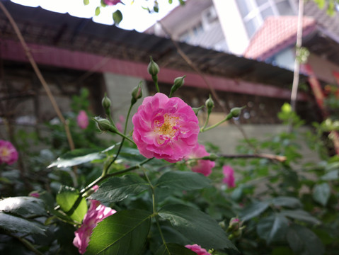 蔷薇花