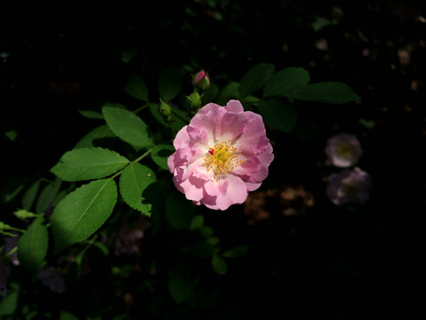 蔷薇