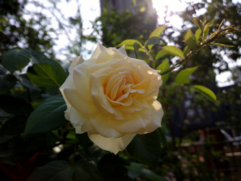 月季花