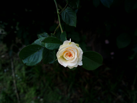 月季花