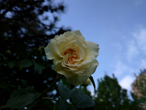 月季花