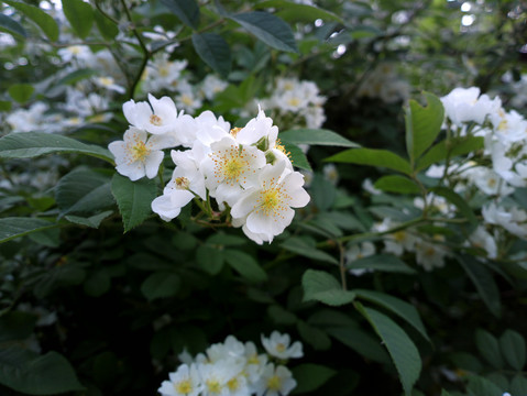 野蔷薇