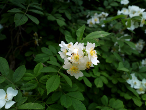 野蔷薇