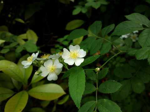 野蔷薇