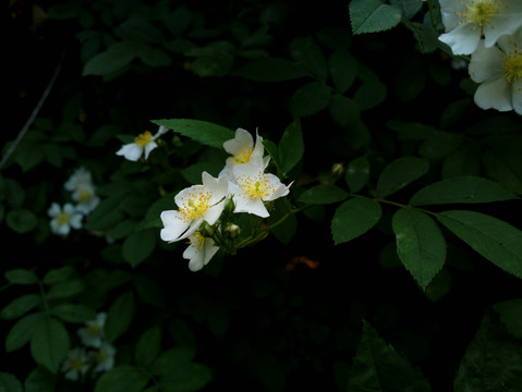 野蔷薇