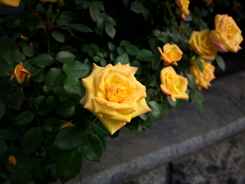月季花