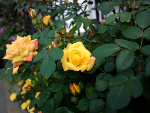 月季花
