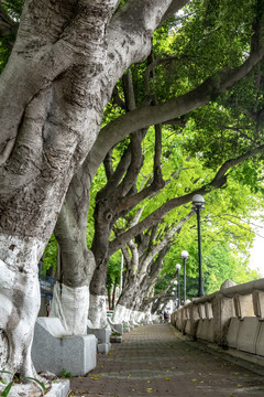 城市绿化树