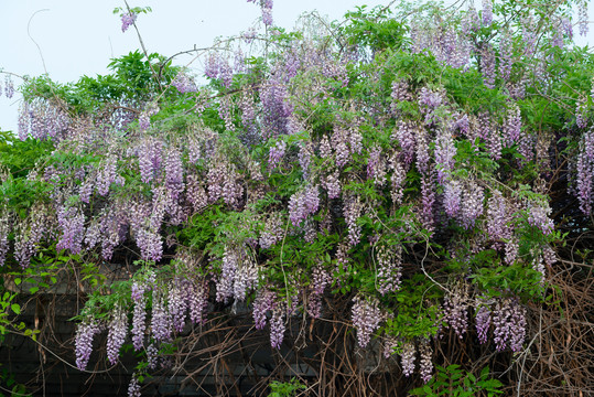 紫藤花