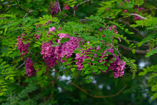 紫槐花