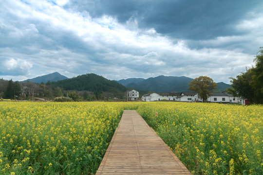 油菜花