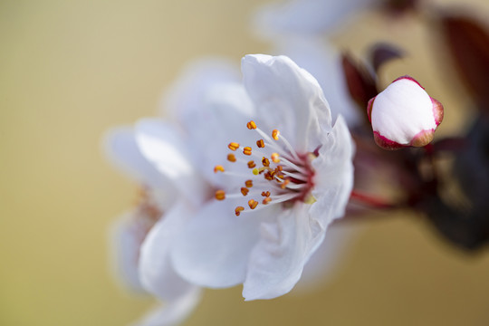 紫叶李花