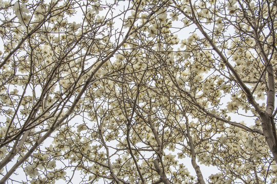 树上大片盛开的白玉兰花