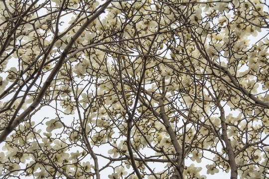 树上一片盛开的白玉兰花
