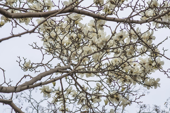 树枝上一大片盛开的白玉兰花