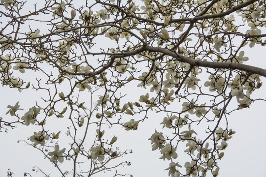 树枝头上大片盛开白色玉兰花