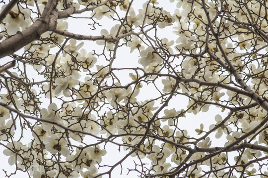 树枝头上大片盛开的白玉兰花