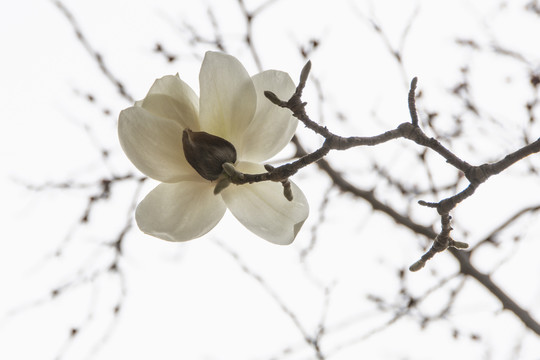 树枝头上一朵盛开的白玉兰花