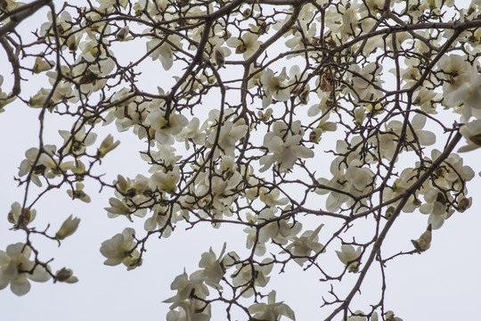 树枝头上一片盛开的白玉兰花